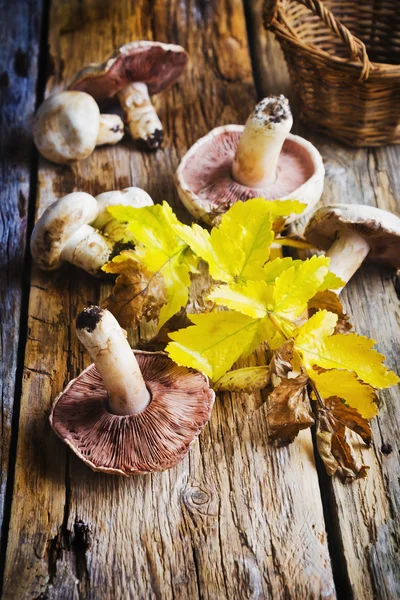 Funghi e foglie vecchie — Foto Stock