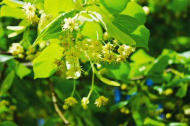 çiçek açan ıhlamur