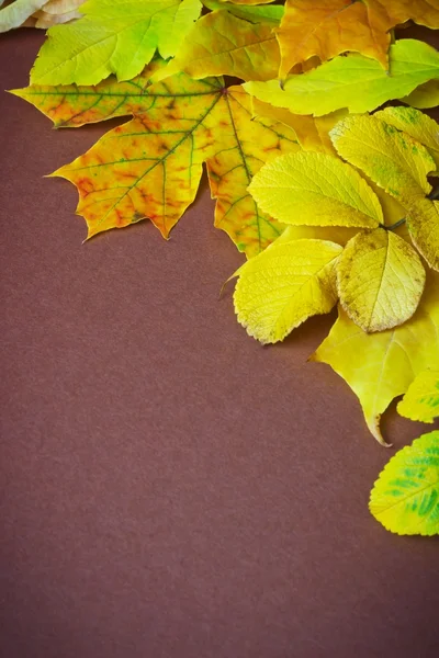 Verschillende Herfstbladeren — Stockfoto