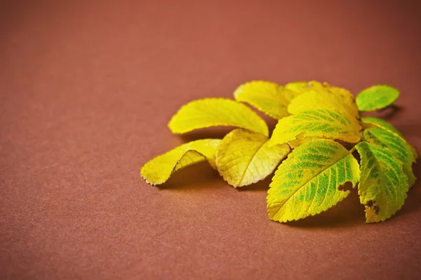 Yellowing leaves of a tea rose — Stock Photo, Image