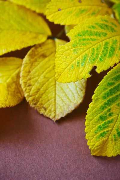 Żółty jesienny liść — Zdjęcie stockowe