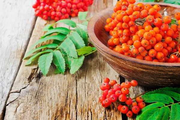 Red Rowan. — Fotografia de Stock