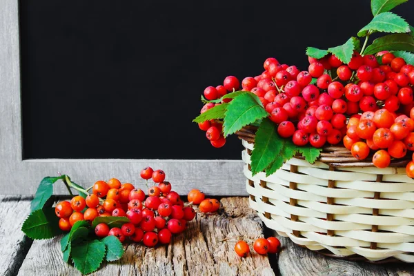 Rama de rowan rojo maduro en cesta —  Fotos de Stock