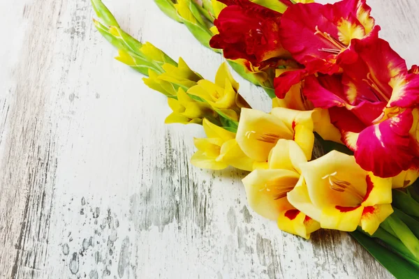 Yellow and red gladiolus — Stock Photo, Image