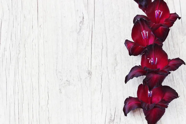 Maroon gladiolus — Stock Photo, Image