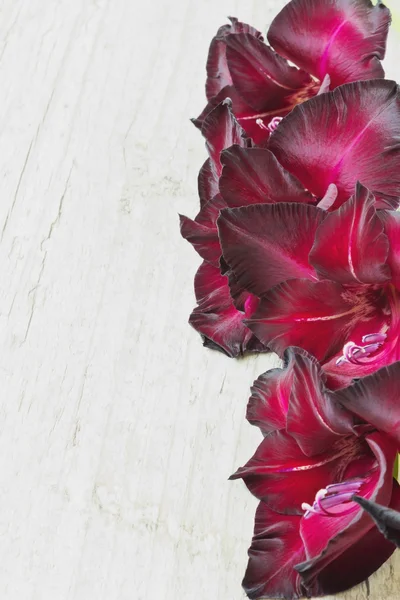 Gladiolenblüten — Stockfoto