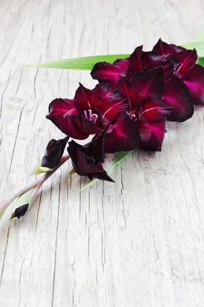 Beautiful maroon gladiolus — Stock Photo, Image