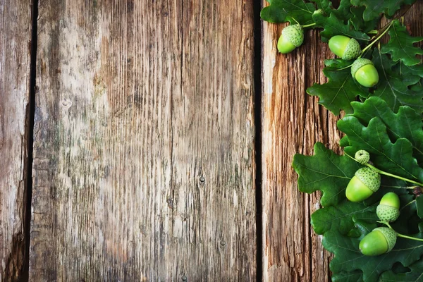 Green acorns — Stock Photo, Image