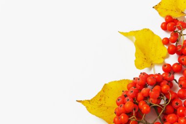 Kırmızı üvez Şubesi