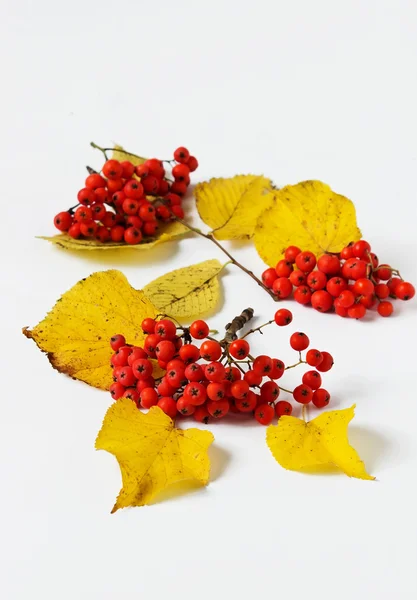 Ripe rowan berries — Stock Photo, Image