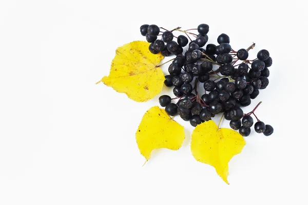 Zralé bobule černoplodá sušená — Stock fotografie