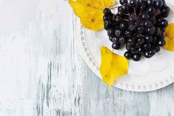 Mogna bär Aronia — Stockfoto