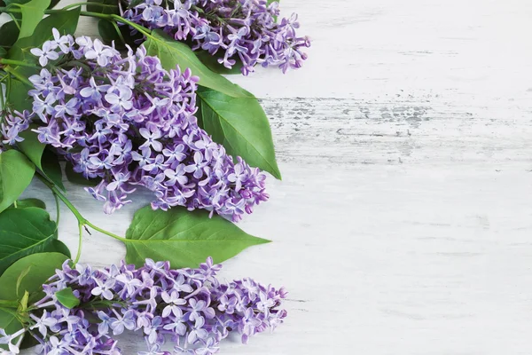Fresh branch of lilac — Stock Photo, Image