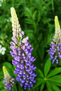 kır çiçeği lupinus