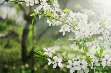 Çiçekli Kiraz Ağacı