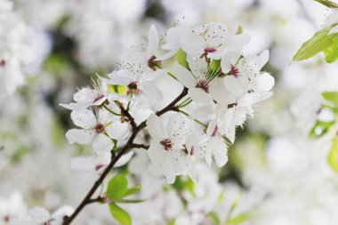 Çiçekli Kiraz Ağacı