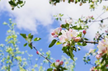 çiçekli elma ağacı