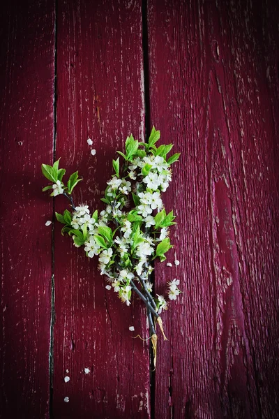Rama de cereza floreciente —  Fotos de Stock