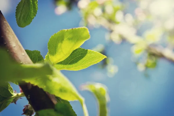 Groene bladeren tegen de lucht — Stockfoto