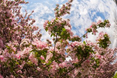 İlkbaharda Moskova 'da Apple ağaç dallarında pembe çiçekler Danilovsky bölgesindeki Trofimov caddesi yakınlarındaki üçüncü nakliye halkası yakınlarında.
