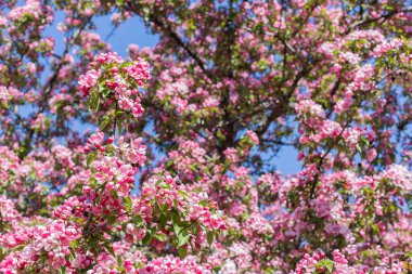 İlkbaharda Moskova 'da Apple ağaç dallarında pembe çiçekler Danilovsky bölgesindeki Trofimov caddesi yakınlarındaki üçüncü nakliye halkası yakınlarında.