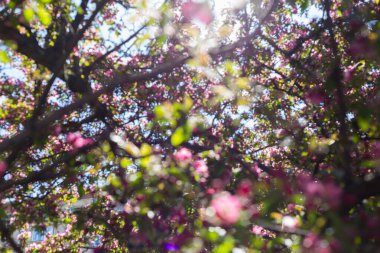 Danilovsky bölgesindeki Trofimov caddesi yakınlarındaki üçüncü taşıma halkasının yanında, ilkbaharda Moskova 'da Apple ağaç dallarındaki pembe çiçekler bulanık ve bokeh etkisine sahip.