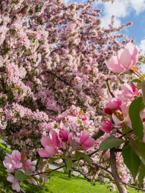 İlkbaharda Moskova 'da Apple ağaç dallarında pembe çiçekler Danilovsky bölgesindeki Trofimov caddesi yakınlarındaki üçüncü nakliye halkası yakınlarında.