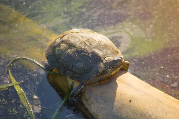 Water turtle basks in the sun on the cleaning element in the pond, Moscow, Danilovsky district, Kozhukhovsky pond.