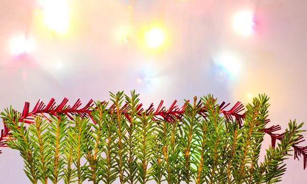 Pine branches with needles — Stock Photo, Image