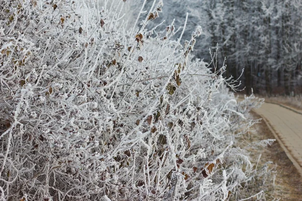 Geada florestal — Fotografia de Stock