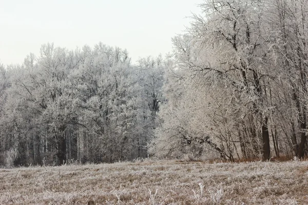 フォレスト霜 — ストック写真