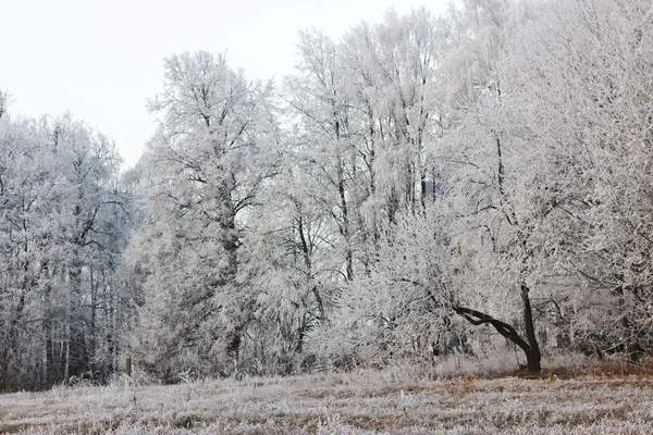 Морозів ліс — стокове фото
