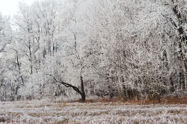 Orman frost — Stok fotoğraf