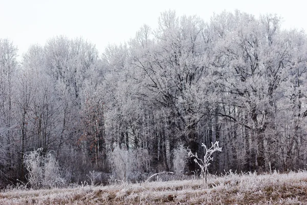 Forest mráz — Stock fotografie