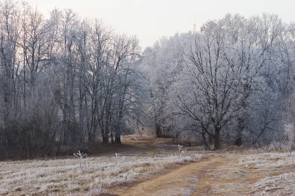 Orman frost — Stok fotoğraf