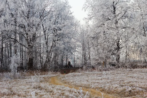 Orman frost — Stok fotoğraf