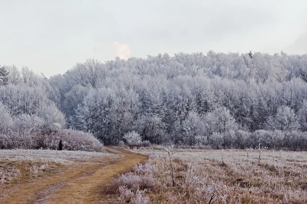 Orman frost — Stok fotoğraf