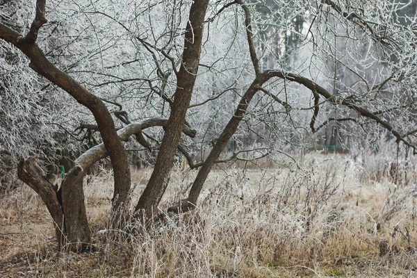 意外的雪 — 图库照片