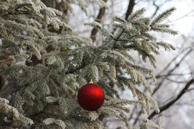 Frost bir Noel oyuncak ile iğneler