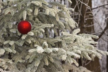 Frost bir Noel oyuncak ile iğneler