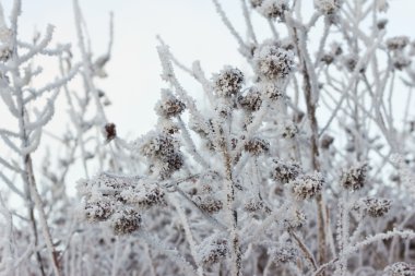 frost bitkilerde
