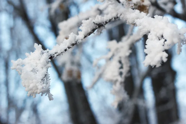 Plants in frost — Stock Photo, Image