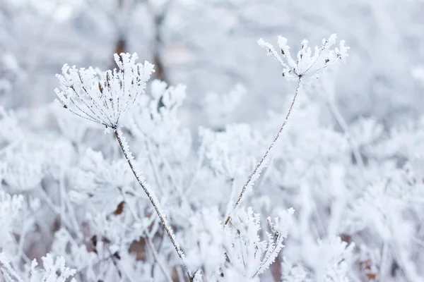 Φυτά σε παγετό — Φωτογραφία Αρχείου