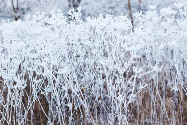 Frost bitkilerde — Stok fotoğraf
