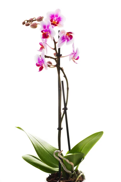 Orkidéer. — Stockfoto