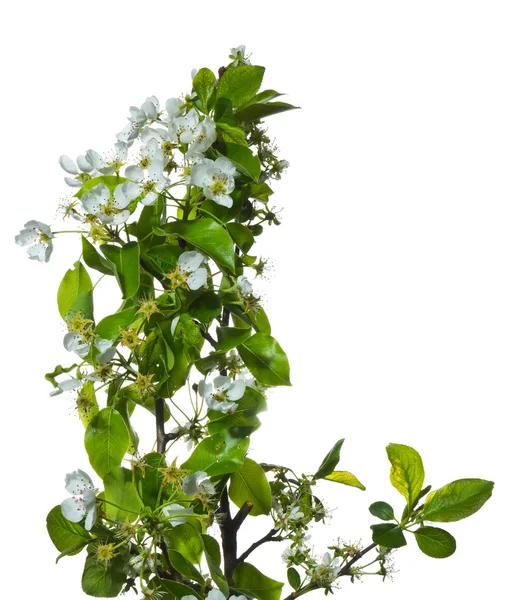 Grenar av körsbär blommar isolerad på vit bakgrund. — Stockfoto