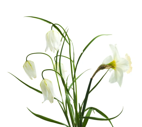 Fiore Fritillaria isolato su sfondo bianco . — Foto Stock