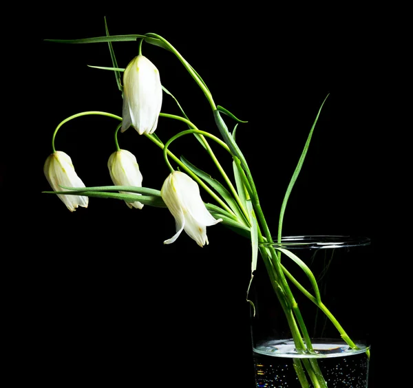 Fritillaria blomma på en svart bakgrund. — Stockfoto