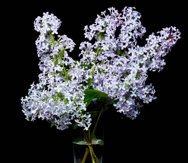 Bouquet of lilac on a black background. — Stock Photo, Image