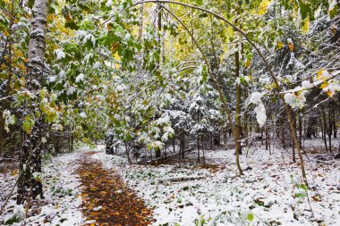 İlk kar yağışı sonbahar ormanın içinde. Rusya, Moskova, Bitza Park.